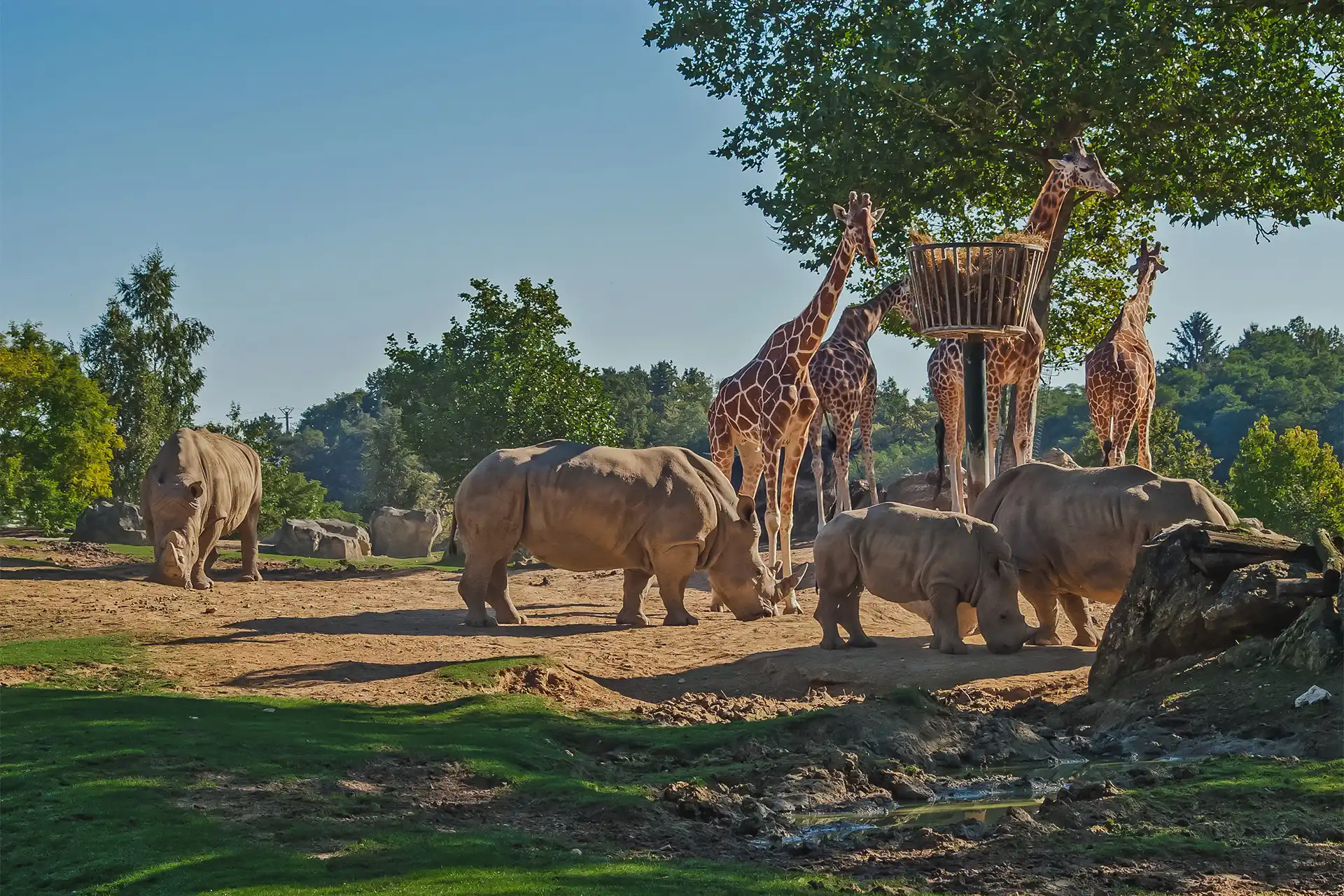 discovering the beauval zoo