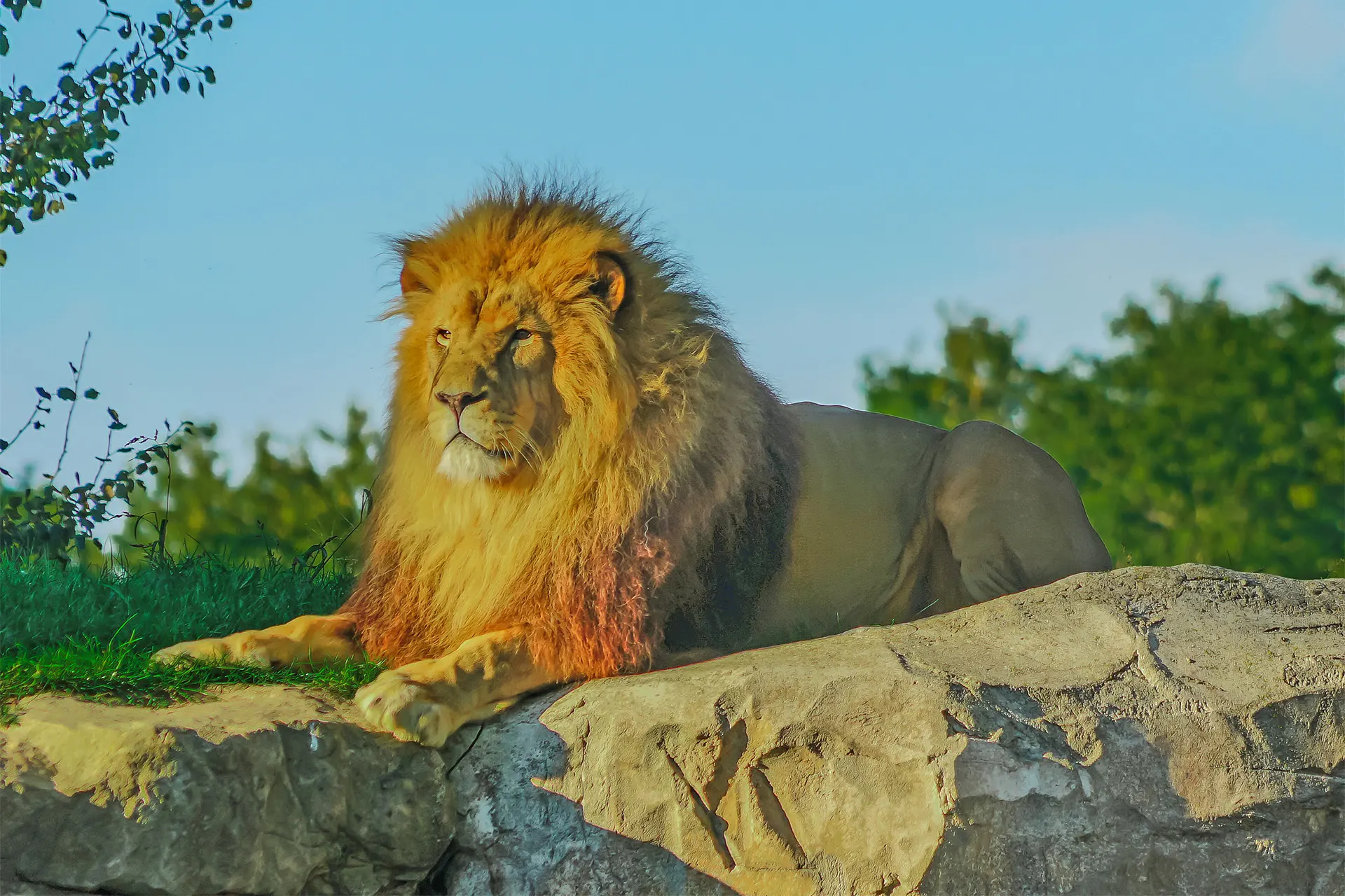 white lions what to see at beauval zoo