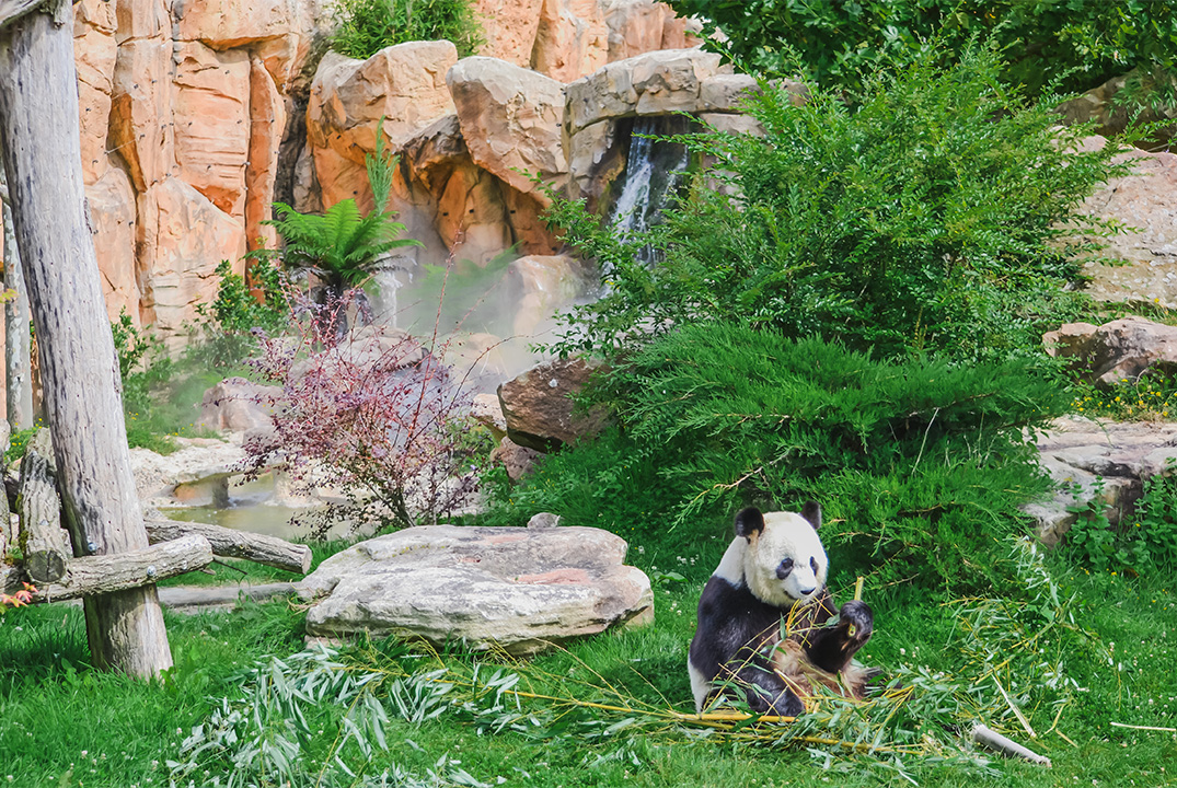 giant pandas at beauval zoo the world's most beautiful zoo