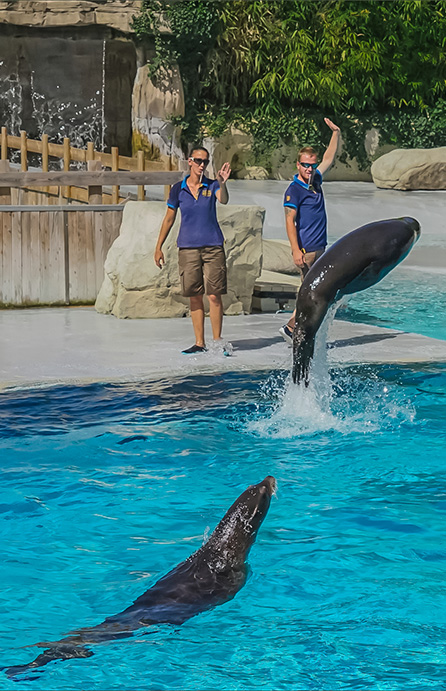 visit the beauval zoo