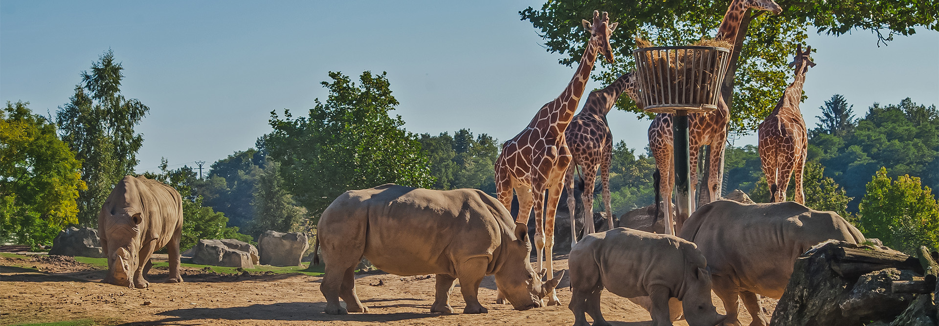 visit zoo de beauval